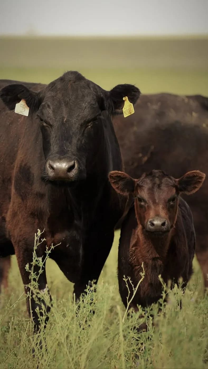 Vaca madre con su cría, con caravana identificatoria