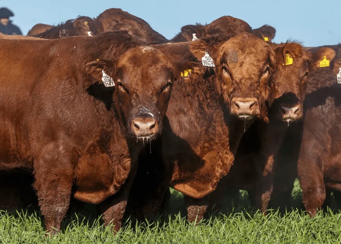 Vacas con caravana en la manga